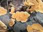Bársonyos réteggomba (Stereum subtomentosum), Mecsek